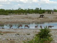 1015 Etosha-Nationalpark - Elefant und Kudus am Wasserloch