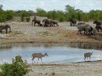 1016 Etosha-Nationalpark - Elefanten am Wasserloch