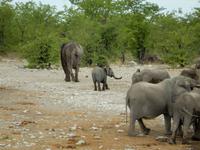 1018 Etosha-Nationalpark - Elefanten am Wasserloch