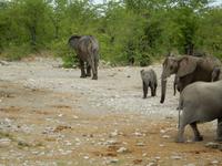 1019 Etosha-Nationalpark - Elefanten am Wasserloch