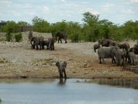 1020 Etosha-Nationalpark - Elefanten am Wasserloch