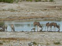 1021 Etosha-Nationalpark - Kudus am Wasserloch