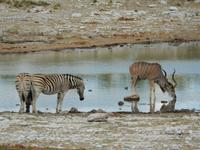 1022 Etosha-Nationalpark - Kudus und Zebras am Wasserloch