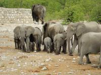 1024 Etosha-Nationalpark - Elefanten am Wasserloch