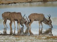 1025 Etosha-Nationalpark - Kudus am Wasserloch