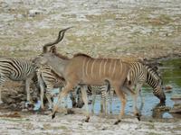 1027 Etosha-Nationalpark - Kudus und Zebras am Wasserloch