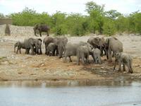 1028 Etosha-Nationalpark - Elefanten am Wasserloch