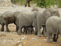 1030 Etosha-Nationalpark - Elefanten am Wasserloch