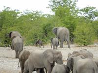 1031 Etosha-Nationalpark - Elefanten am Wasserloch