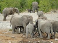 1032 Etosha-Nationalpark - Elefanten am Wasserloch