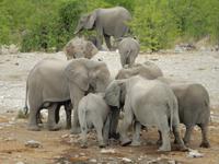1033 Etosha-Nationalpark - Elefanten am Wasserloch