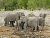 1034 Etosha-Nationalpark - Elefanten am Wasserloch