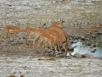 1035 Etosha-Nationalpark - Schwarznasenimpalas am Wasserloch