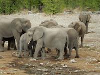 1036 Etosha-Nationalpark - Elefanten am Wasserloch
