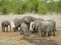 1037 Etosha-Nationalpark - Elefanten am Wasserloch
