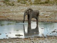 1038 Etosha-Nationalpark - Elefant am Wasserloch