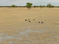 1043 Etosha-Nationalpark - Perlhühner