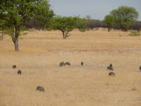 1045 Etosha-Nationalpark - Perlhühner