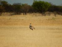 1046 Etosha-Nationalpark - Riesentrappe
