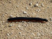 1050 Etosha-Nationalpark - Tausendfüßer