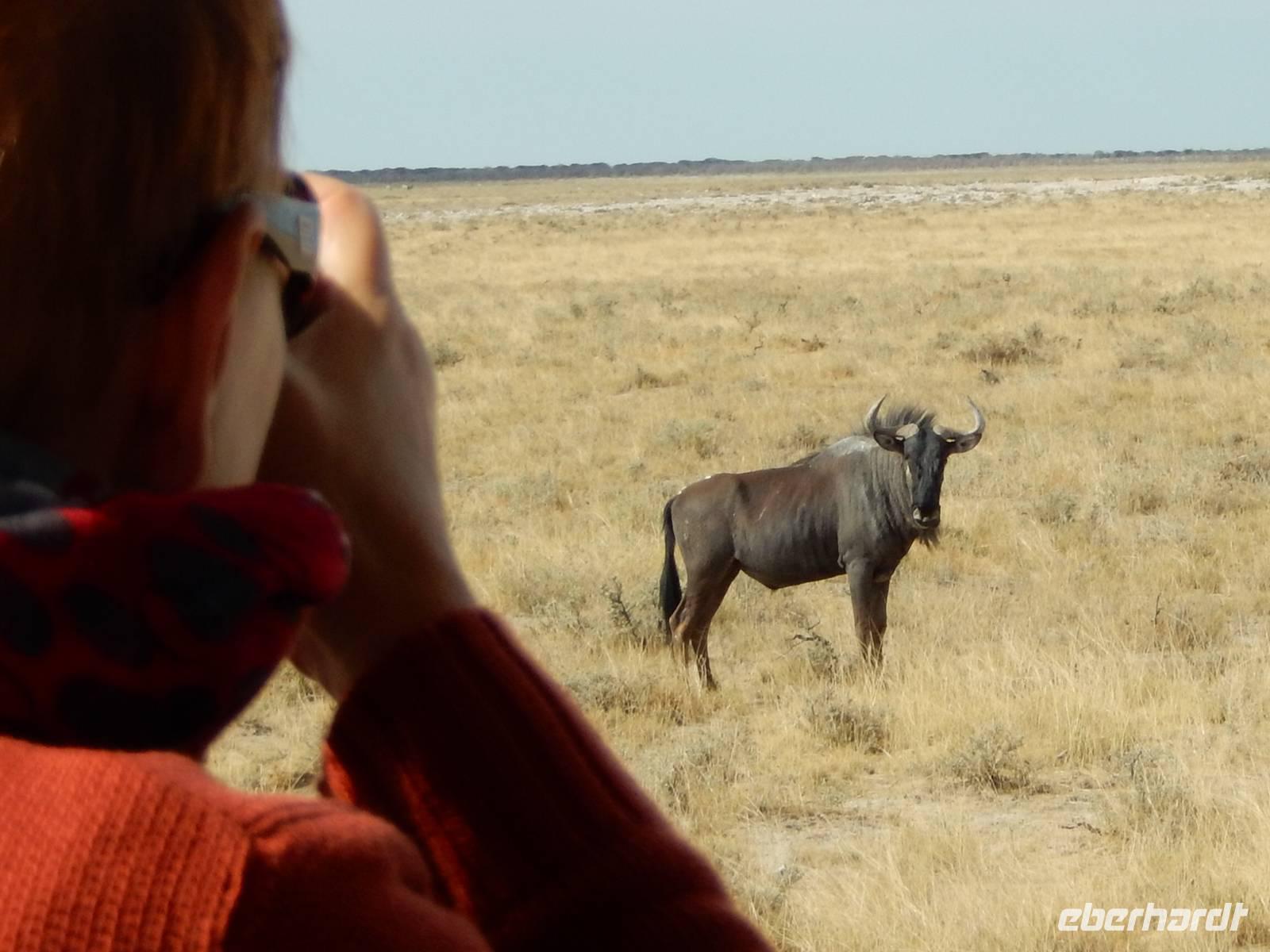1052 Etosha-Nationalpark - Pirschfahrt