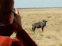 1052 Etosha-Nationalpark - Pirschfahrt