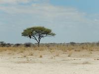 1053 Etosha-Nationalpark - Pirschfahrt