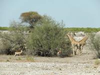 1054 Etosha-Nationalpark - Pirschfahrt
