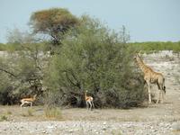 1055 Etosha-Nationalpark - Pirschfahrt