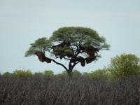 1056 Etosha-Nationalpark - Webervögelnester