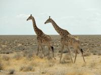 1057 Etosha-Nationalpark - Pirschfahrt - Giraffen