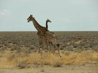 1058 Etosha-Nationalpark - Pirschfahrt - Giraffen