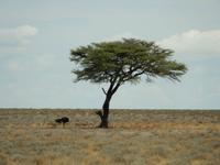 1059 Etosha-Nationalpark - Pirschfahrt