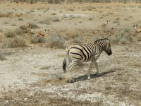 1060 Etosha-Nationalpark - Pirschfahrt