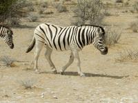 1062 Etosha-Nationalpark - Pirschfahrt - Steppenzebra