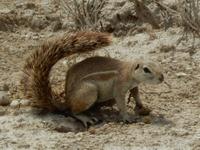 1063 Etosha-Nationalpark - Pirschfahrt - Erdhörnchen