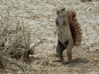 1065 Etosha-Nationalpark - Pirschfahrt - Erdhörnchen