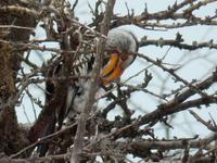 1067 Etosha-Nationalpark - Pirschfahrt - Gelbschnabeltoko