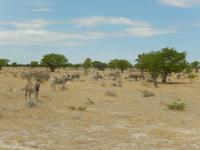 1068 Etosha-Nationalpark - Pirschfahrt - Steppenzabras