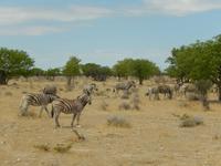 1069 Etosha-Nationalpark - Pirschfahrt - Steppenzabras