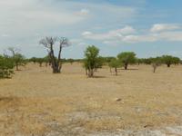 1071 Etosha-Nationalpark - Ghost Tree Forest