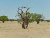 1072 Etosha-Nationalpark - Ghost Tree Forest