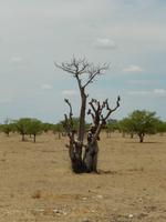 1073 Etosha-Nationalpark - Ghost Tree Forest