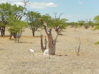1074 Etosha-Nationalpark - Ghost Tree Forest