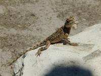 1075 Etosha-Nationalpark - Echse