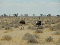 1078 Etosha-Nationalpark - Straußenpärchen