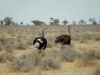 1079 Etosha-Nationalpark - Straußenpärchen