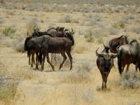 1080 Etosha-Nationalpark - Streifengnus