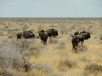 1081 Etosha-Nationalpark - Streifengnus