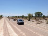 1082 Etosha-Nationalpark - Steppenzebras